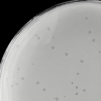 Ball Plaque Picture