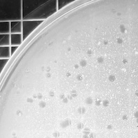 Thumbnail for Baller