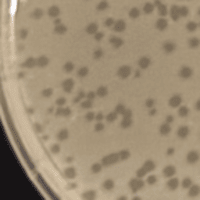 BasketStar Plaque Picture