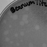 Beanum Plaque Picture