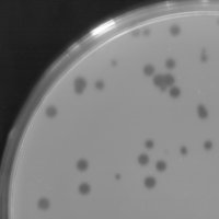 BigGroundhog Plaque Picture