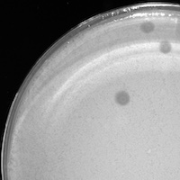 Bimothy Plaque Picture