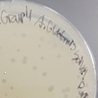 BlackHoleSun Plaque Picture