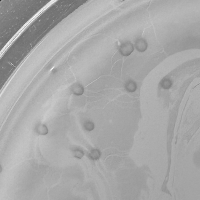 Blue1563 Plaque Picture