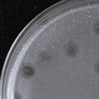 Bonkerz Plaque Picture