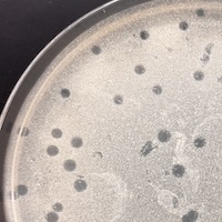 BootsandCats Plaque Picture