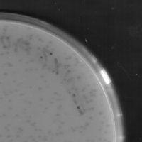 Rubra Plaque Picture