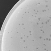 Brewer Plaque Picture