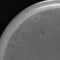 BuddyBoy Plaque Picture