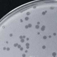 Carlsbad Plaque Picture