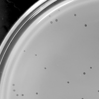 Castor Plaque Picture