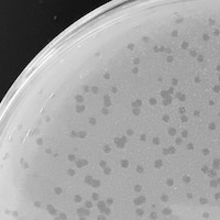 Cerberuss Plaque Picture