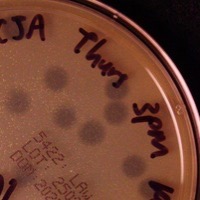 ChickenCurry Plaque Picture