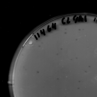 CoolFox Plaque Picture