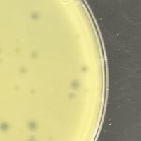 CoraRita Plaque Picture