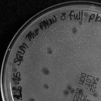 Lyfizat Plaque Picture