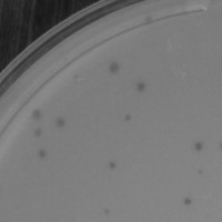 DogEatDog Plaque Picture