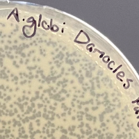 Damocles Plaque Picture