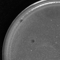 DarthInvader Plaque Picture