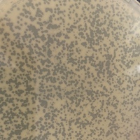 DarwinJr Plaque Picture