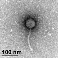 Thumbnail for Destiel