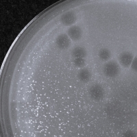 DootDoot Plaque Picture