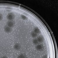 Duomo Plaque Picture