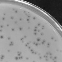 Elsanna Plaque Picture