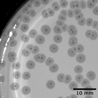 Emilia Plaque Picture