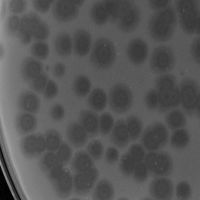 Thumbnail for ButterflyAngel