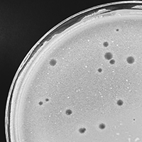 Thumbnail for Hydrangeas