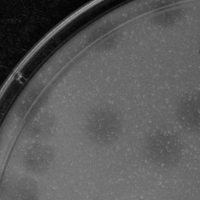 Fiasco Plaque Picture