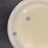 BennyP Plaque Picture