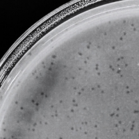 Fixie Plaque Picture