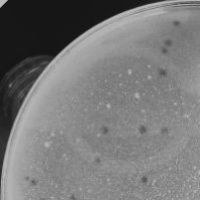 FloweroSharon6 Plaque Picture