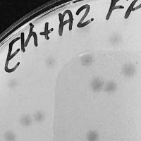 Thumbnail for FunFetti