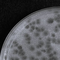 TinyButMighty Plaque Picture