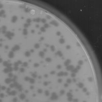 Glacia Plaque Picture