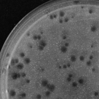 Gnocchi Plaque Picture