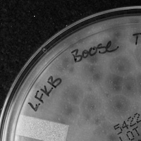 GnomeoJuliette Plaque Picture