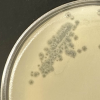 GoodGuy Plaque Picture