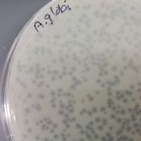 GramZayde Plaque Picture