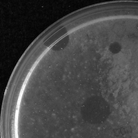 GreenEyes Plaque Picture