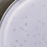 Hengyu Plaque Picture