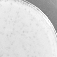 Herbrut Plaque Picture