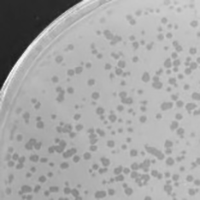 Hoosier Plaque Picture