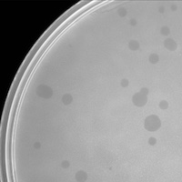 Hypatia Plaque Picture