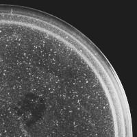 McSnail Plaque Picture