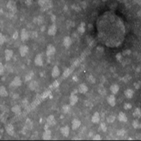 Thumbnail for Podmore