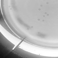 Anandi Plaque Picture